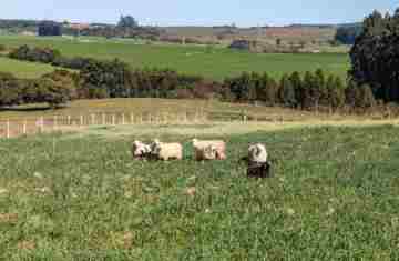 Ratinho Junior sanciona lei que prevê aumento do investimento em conectividade rural